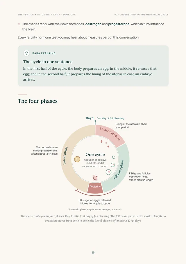 Sample page: The menstrual cycle, explained